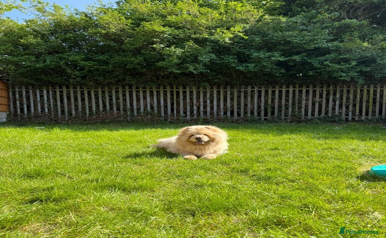 Chow Chow dogs - Advert 3