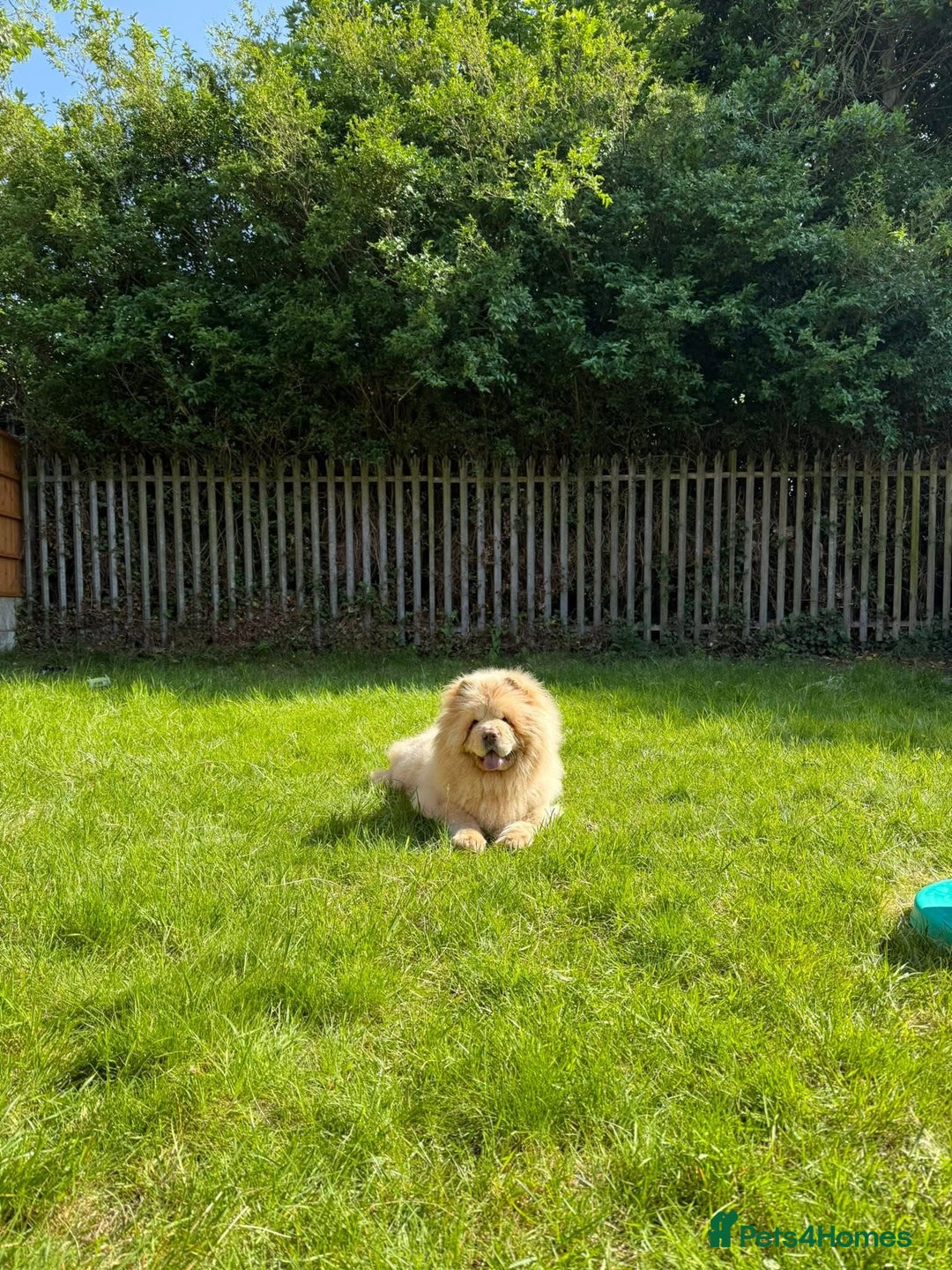 Chow Chow dogs for stud: Simba for stud - Image 1