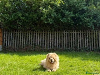 Chow Chow dogs - Advert 4