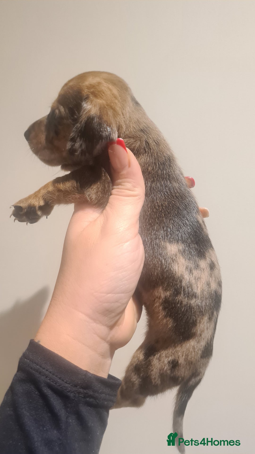 Miniature Dachshund dogs for sale: Beautiful bundle of boy mini daxies  - Advert 18