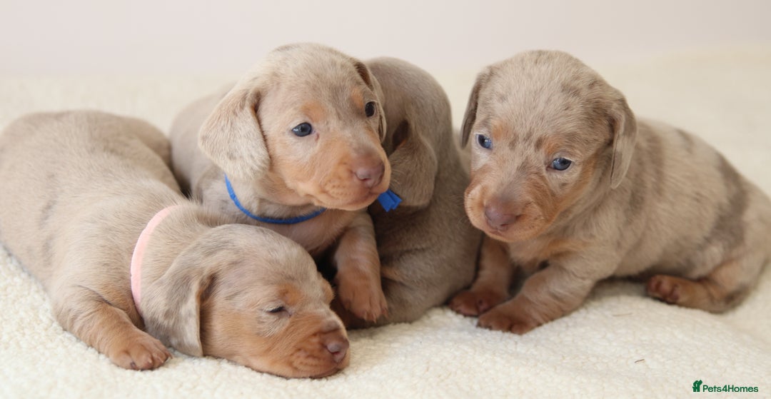 Miniature Dachshund dogs for sale:  🌟5StarsLicense+Holistic+KC+VetChecked+PRA Clear+ - Image 8