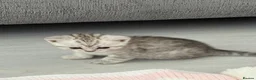 Munchkin cats for sale: 4 BSH Munchkins 2 female(1 very short leg) 2 male  - Advert 5