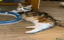 Maine Coon cats for sale: GCCF pedigree Maine Coons  - Image 8