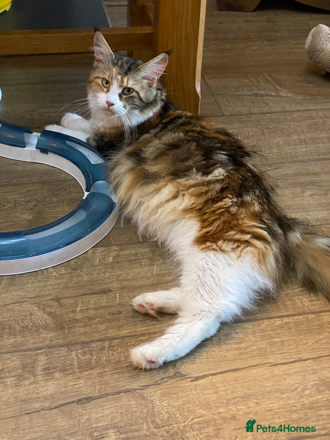 Maine Coon cats for sale: GCCF pedigree Maine Coons  - Image 8