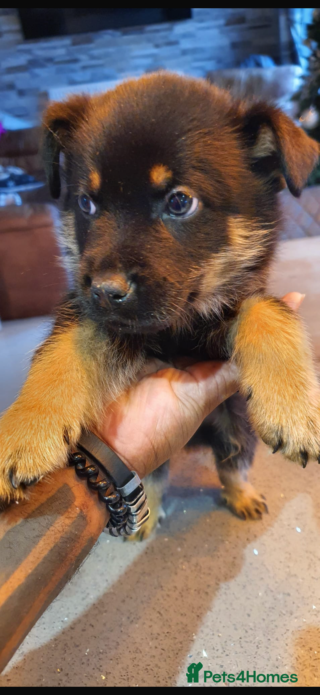 Mixed Breed dogs for sale: Puppies for sale - Advert 5
