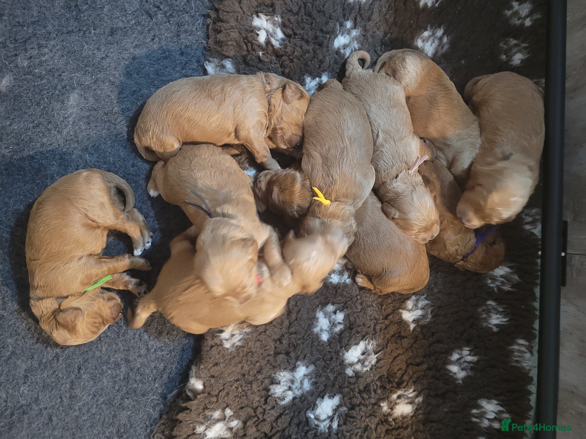 Goldendoodle dogs Gorgeous Goldendoodles  - Advert 18