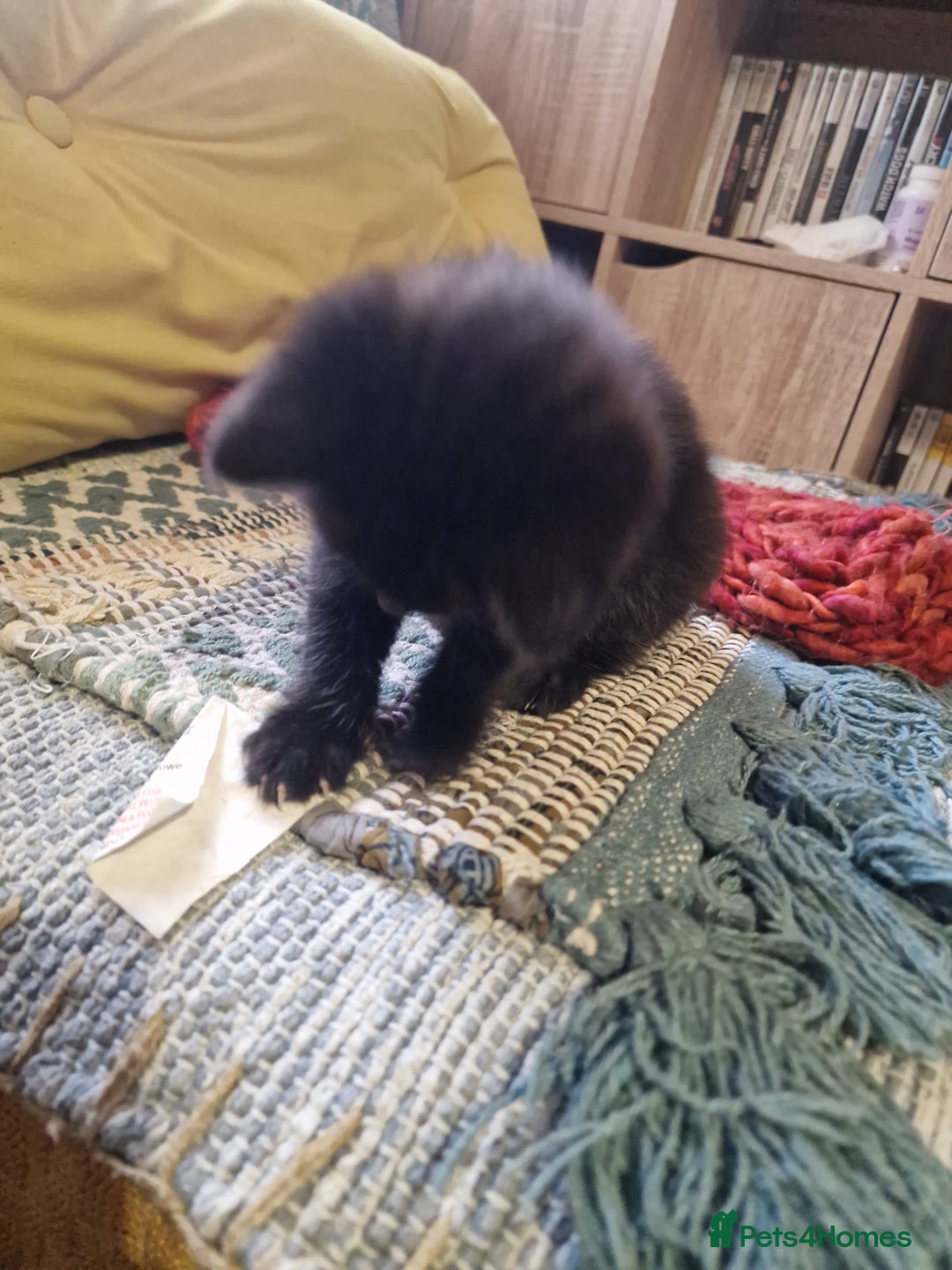 Mixed Breed cats for sale: Kittens ready to find homes - Image 15