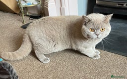British Shorthair cats for sale:  Lilac British Shorthair Unneutered Male - Image 3