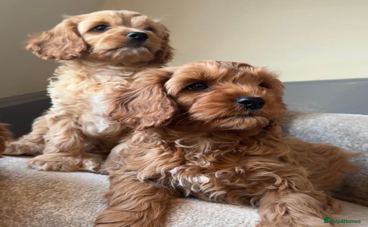 Cavapoo dogs - Advert 1