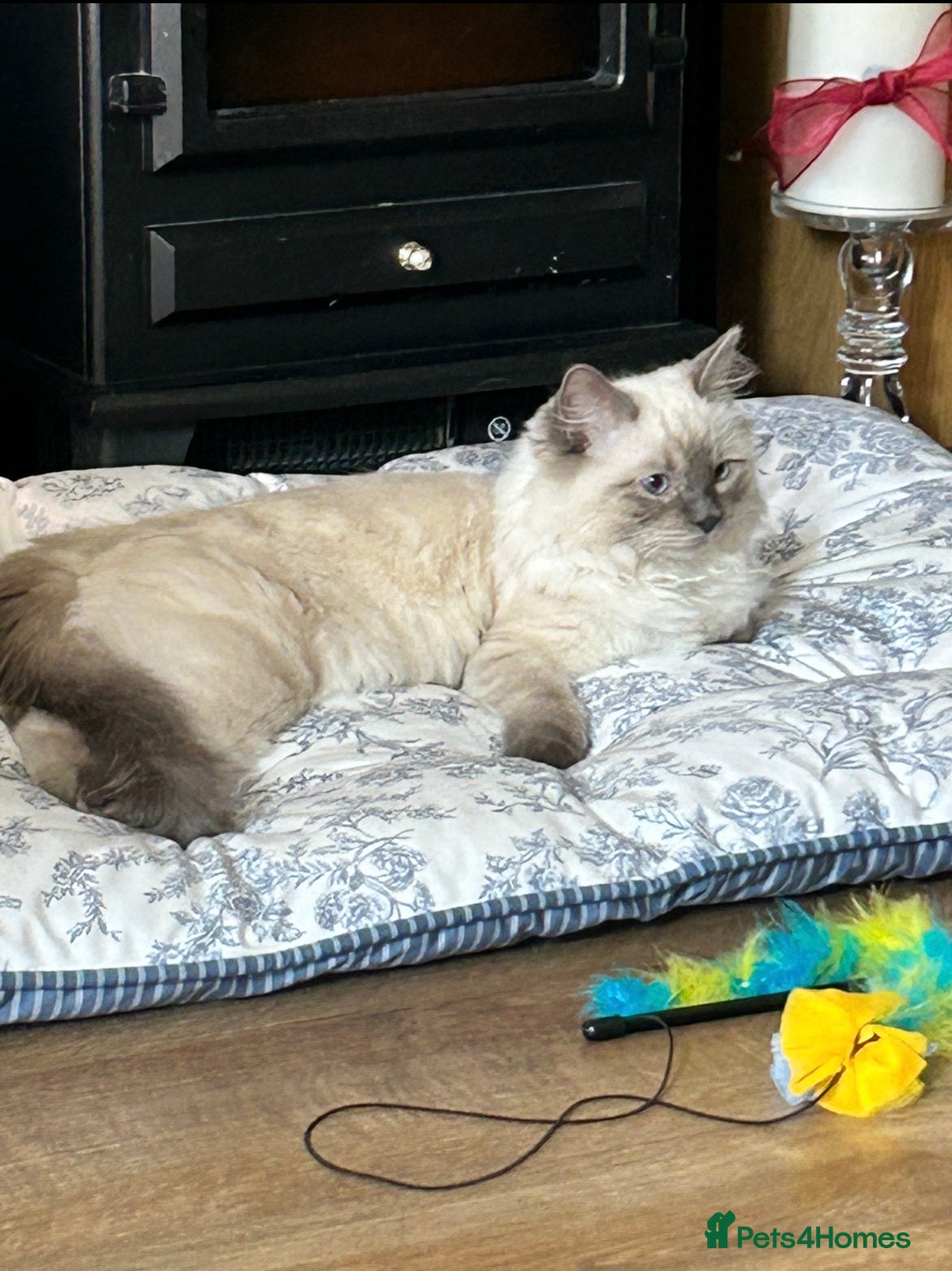 Ragdoll cats Beautiful Beau - Advert 16