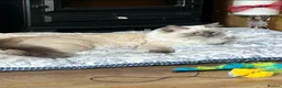 Ragdoll cats for sale: Beautiful Beau in London - Advert 1