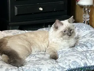 Ragdoll cats Beautiful Beau - Advert 11