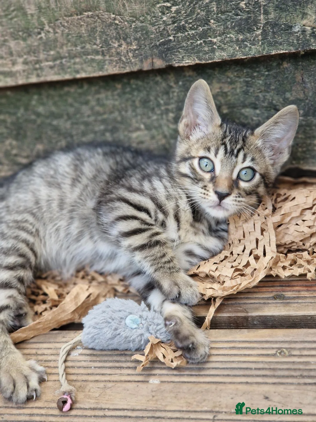 Mixed Breed cats for sale: Bengal,Siamese, Maine coon mix kittens.  - Advert 32