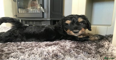 Bernedoodle dogs - Advert 7
