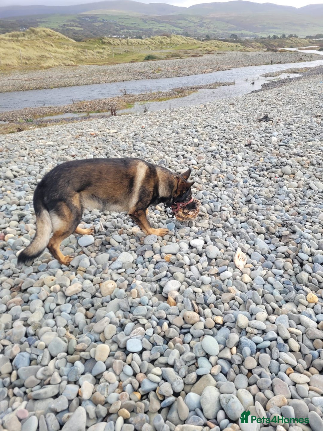 German Shepherd dogs for stud: GSD For Stud - Image 4