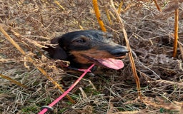 Dachshund dogs for stud: COI 0% North Yorkshire Wire Haired Dachshund Stud - Image 6