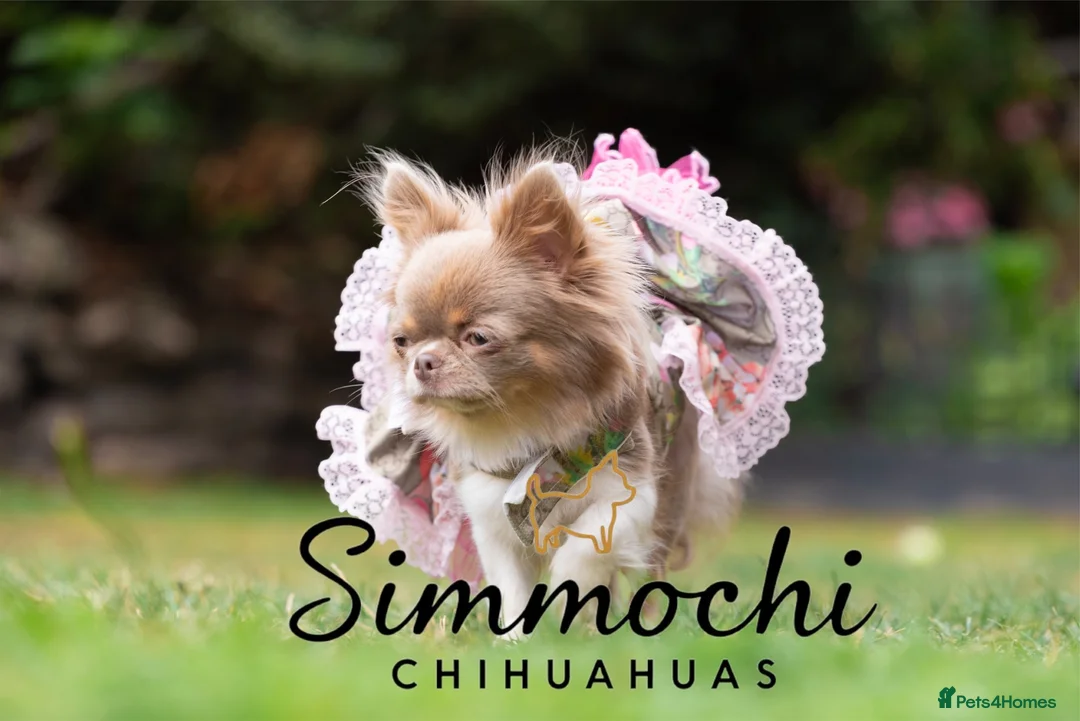 Chihuahua dogs for sale: Exquisite chihuahuas  - Advert 2