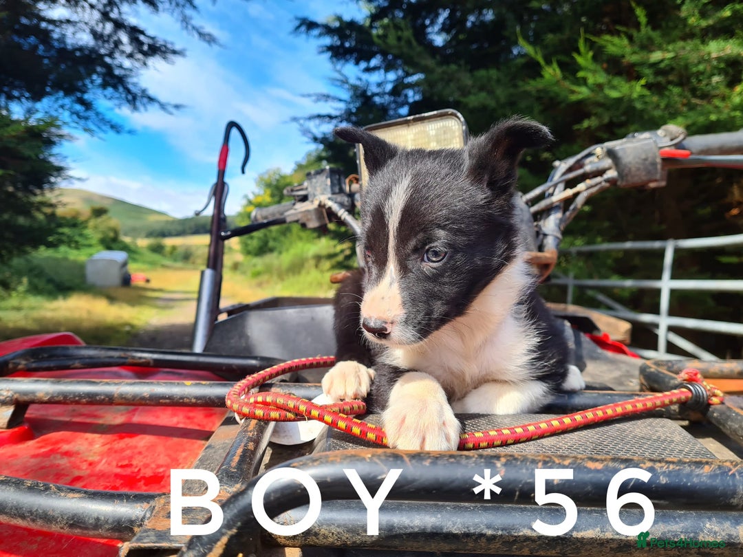 Border Collie dogs for sale: Fabulous Border Collie pups black, white, red. - Image 4