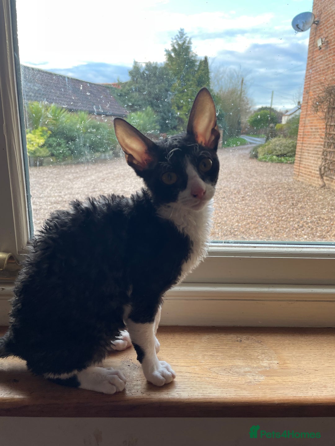 Cornish Rex cats for sale: ready now GCCF registered & PRA negative  - Advert 2