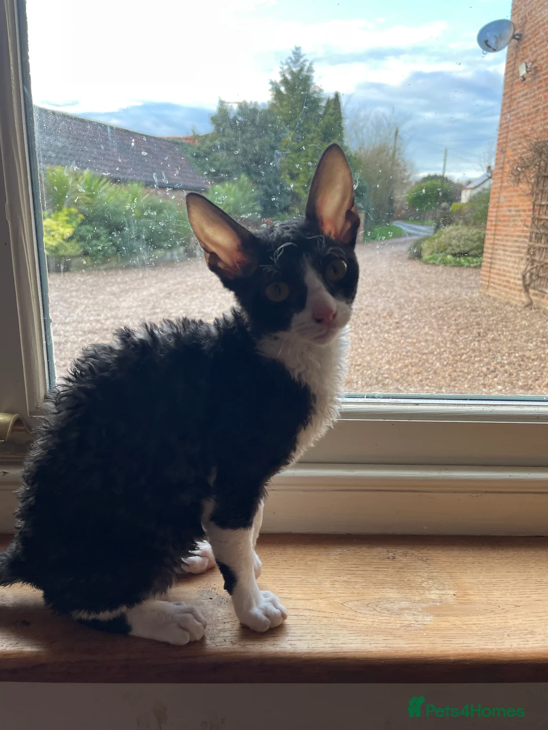 Cornish Rex cats for sale: Ready Now!  GCCF registered & PRA negative  - Advert 2