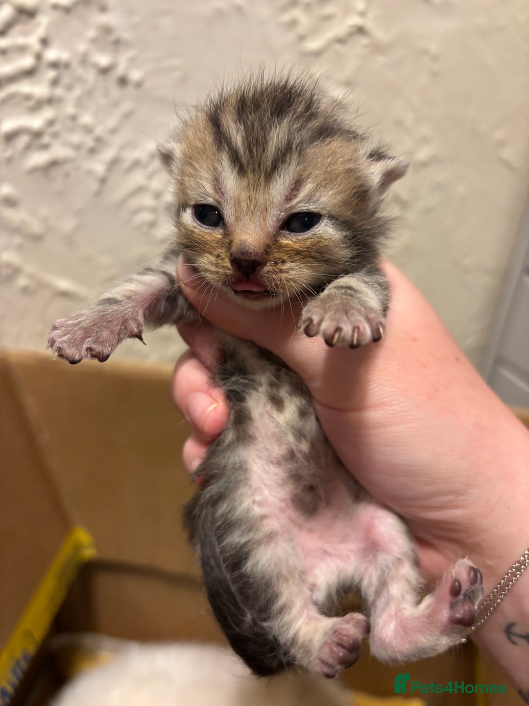 Mixed Breed cats for sale: British shorthair cross kittens - Image 14