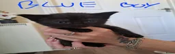 Mixed Breed cats for sale: Adorable black and black and grey tabbys.  in Somerton - Advert 3