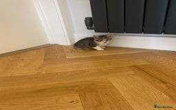 Mixed Breed cats for sale: 2 beautiful male kittens - Image 3