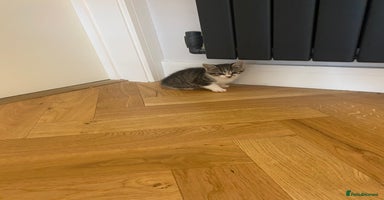 Mixed Breed cats - Advert 15