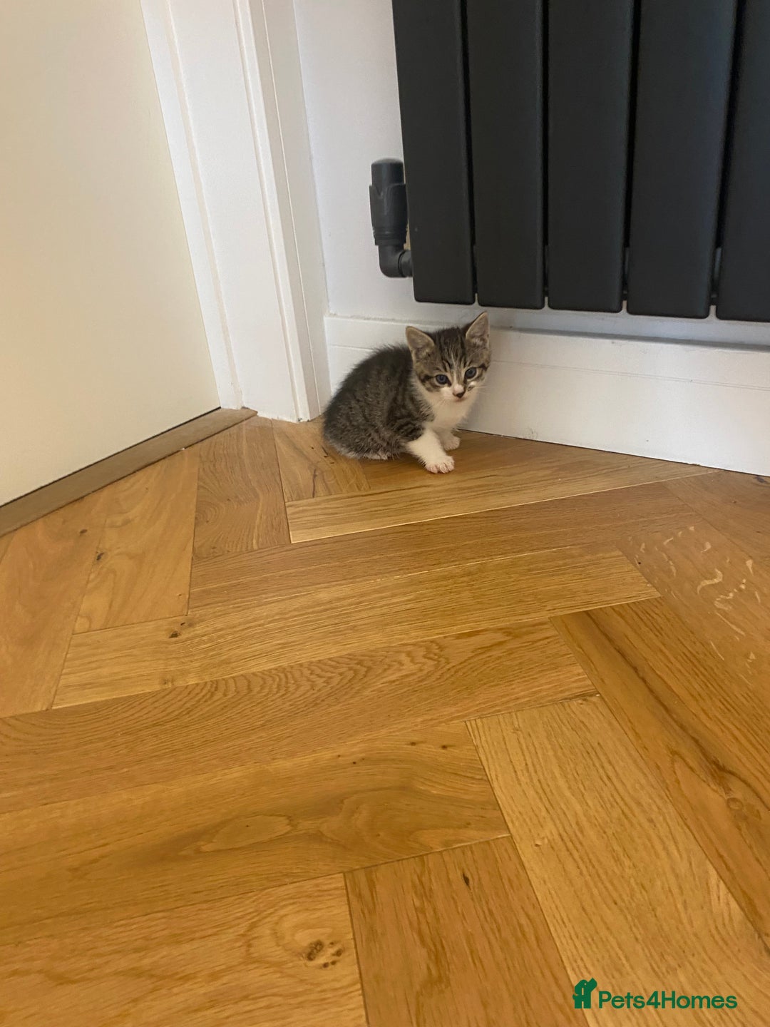 Mixed Breed cats for sale: 2 beautiful male kittens - Image 3