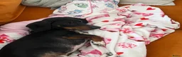 Dachshund dogs for sale: Male Dachshund Rehoming  - Advert 2