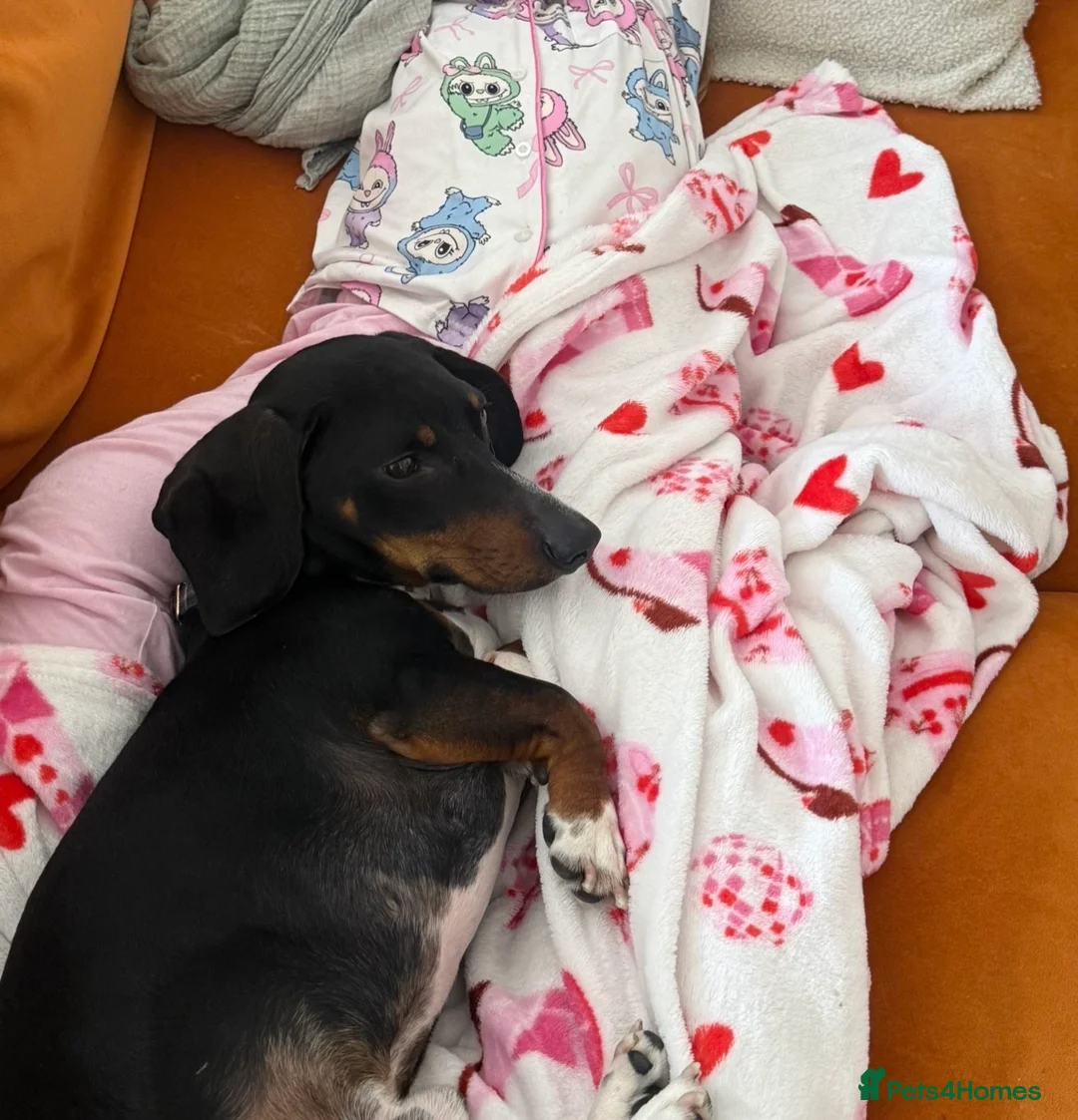 Dachshund dogs for sale: Male Dachshund Rehoming  - Advert 2