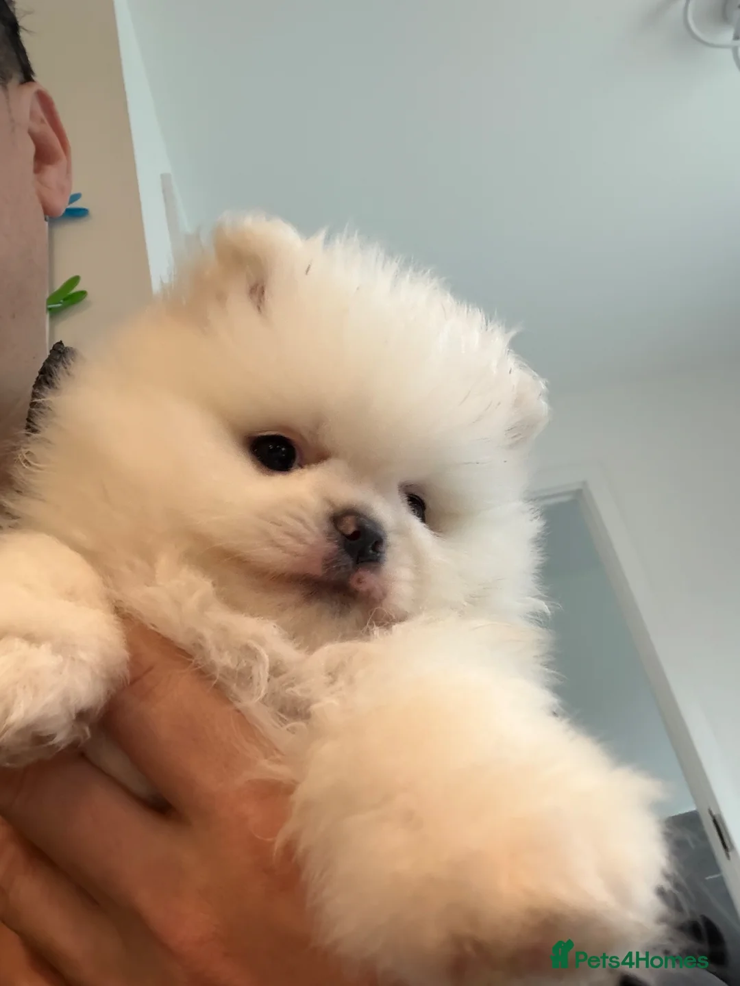 Pomeranian dogs for sale: KC Pomeranian white girl puppy for sale  - Advert 1