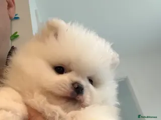 Pomeranian dogs KC Pomeranian white girl puppy for sale - Advert 3