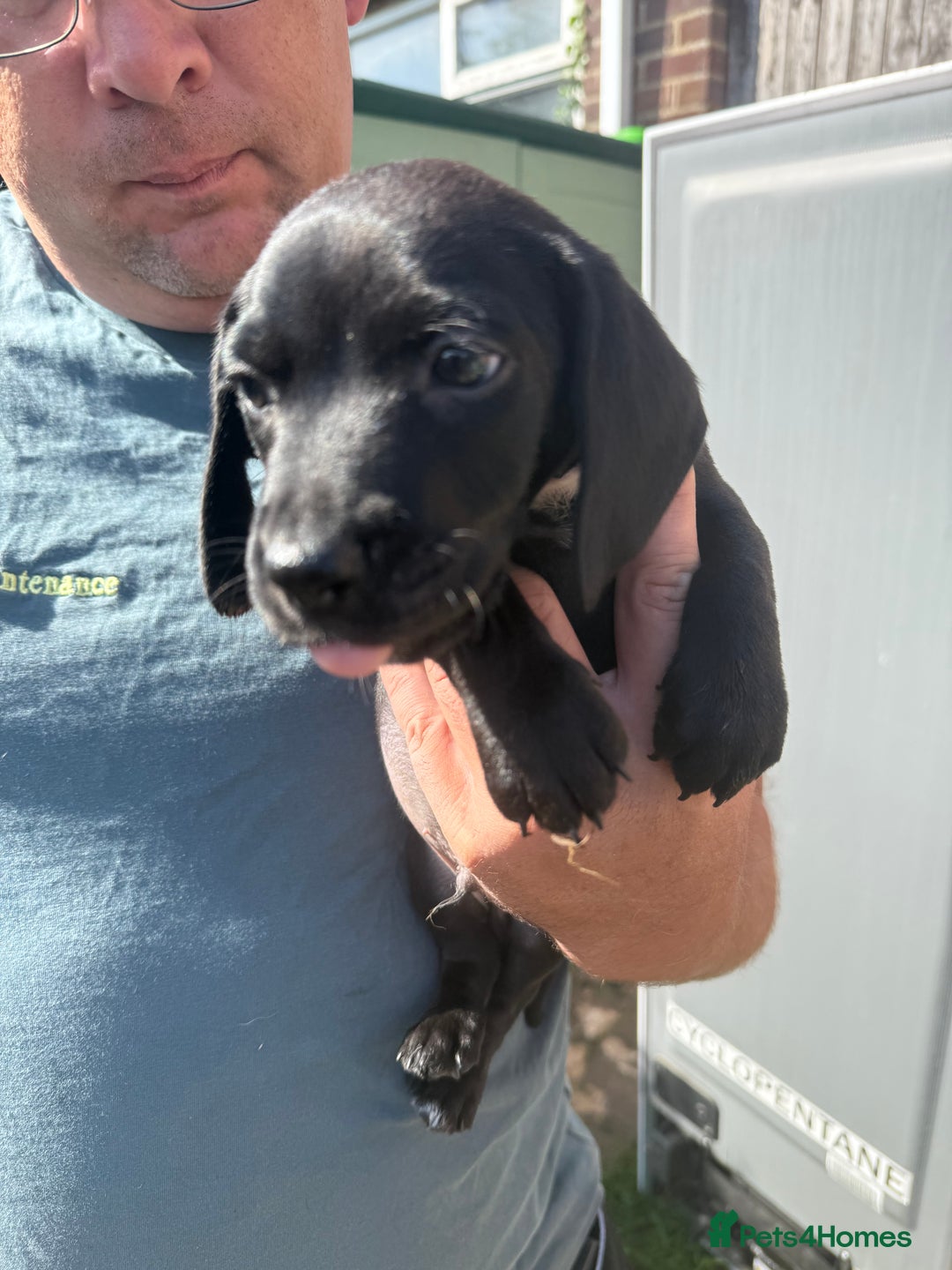 Mixed Breed dogs for sale: Dashound x beagle - Image 8
