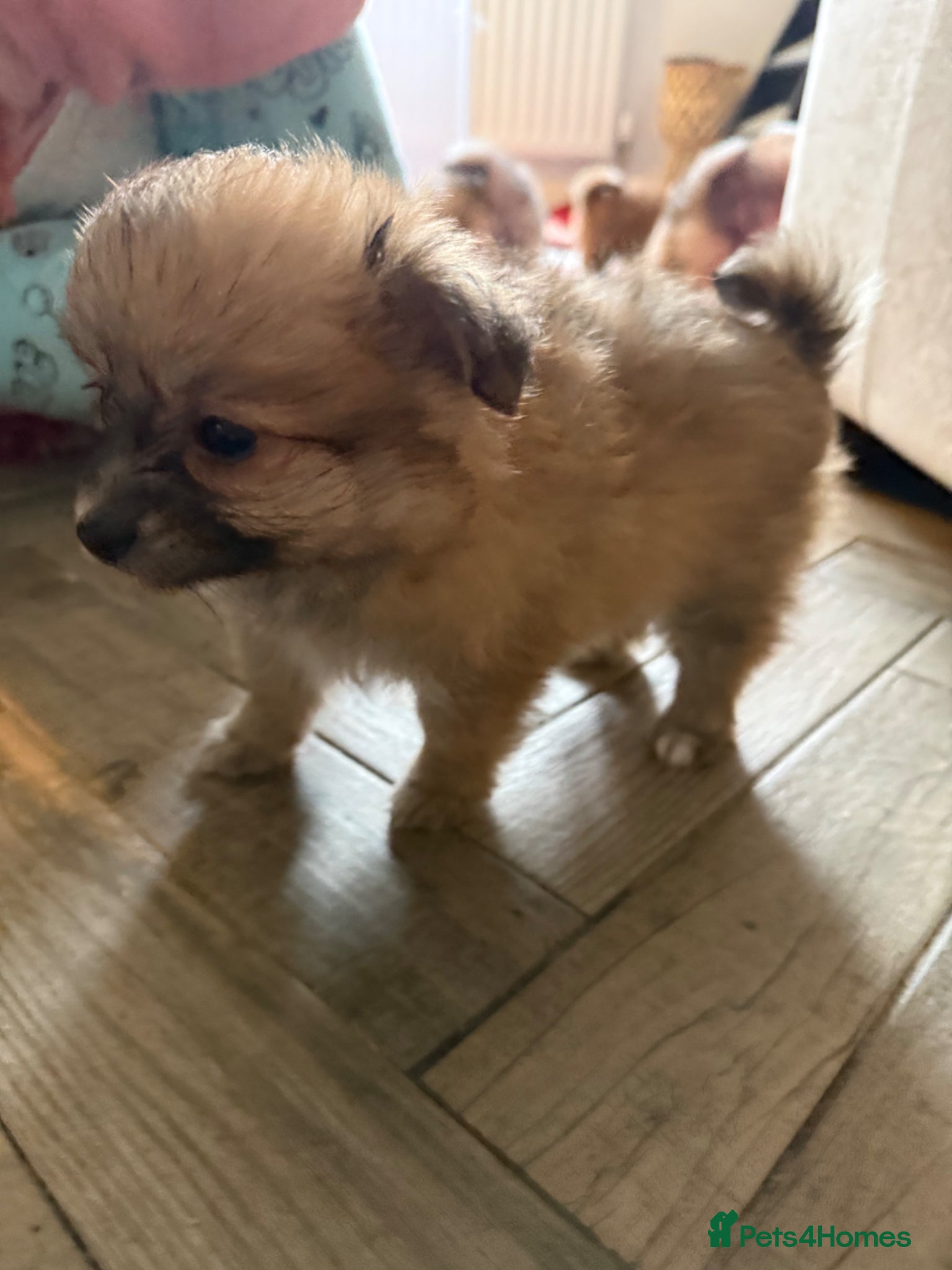 Mixed Breed dogs Pomeranian cross puppies health checked  - Advert 1