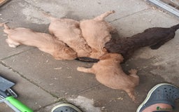 Cockapoo dogs for sale: Cocker poo puppies  - Image 1
