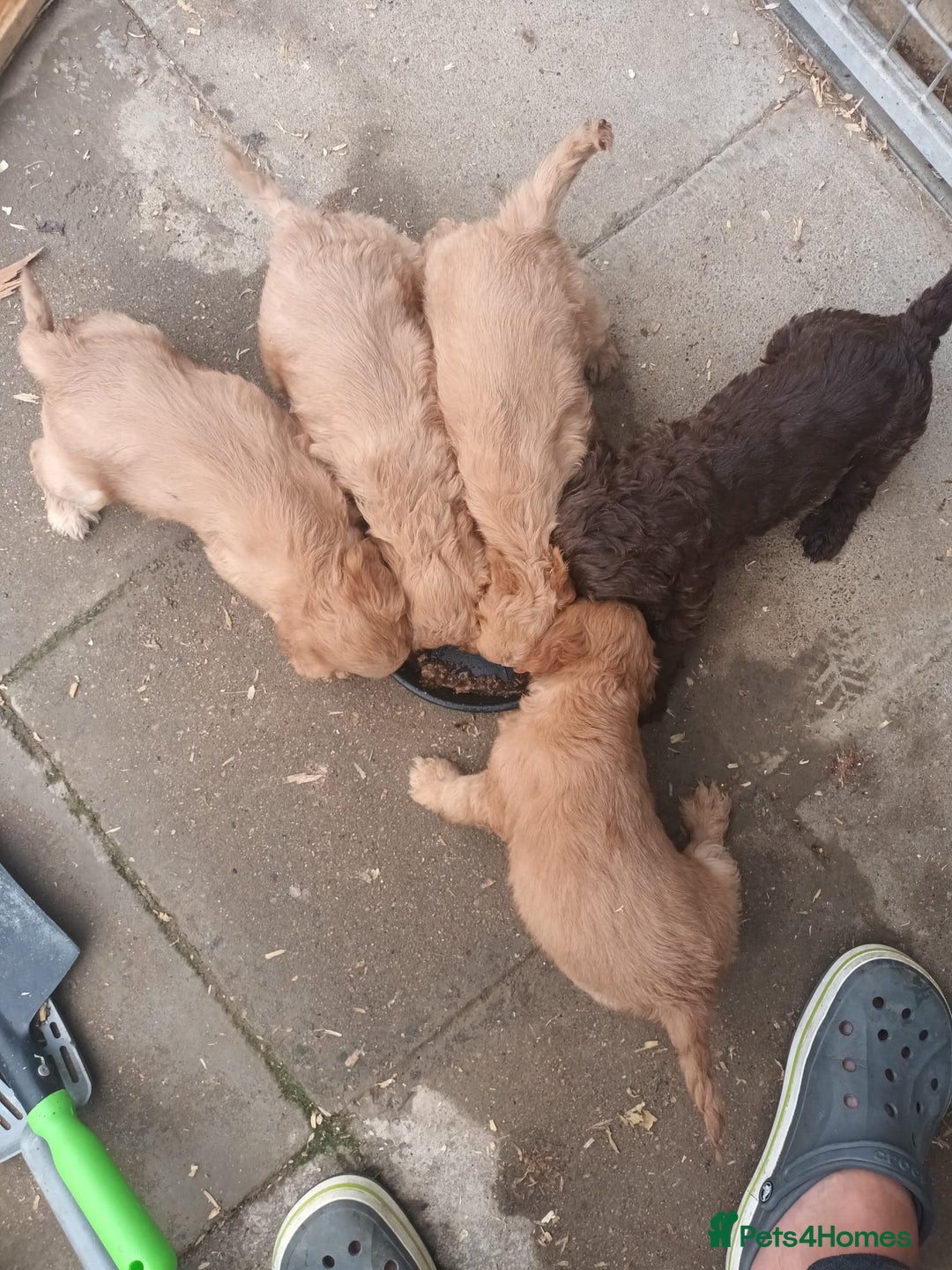 Cockapoo dogs for sale: Cocker poo puppies  - Image 1