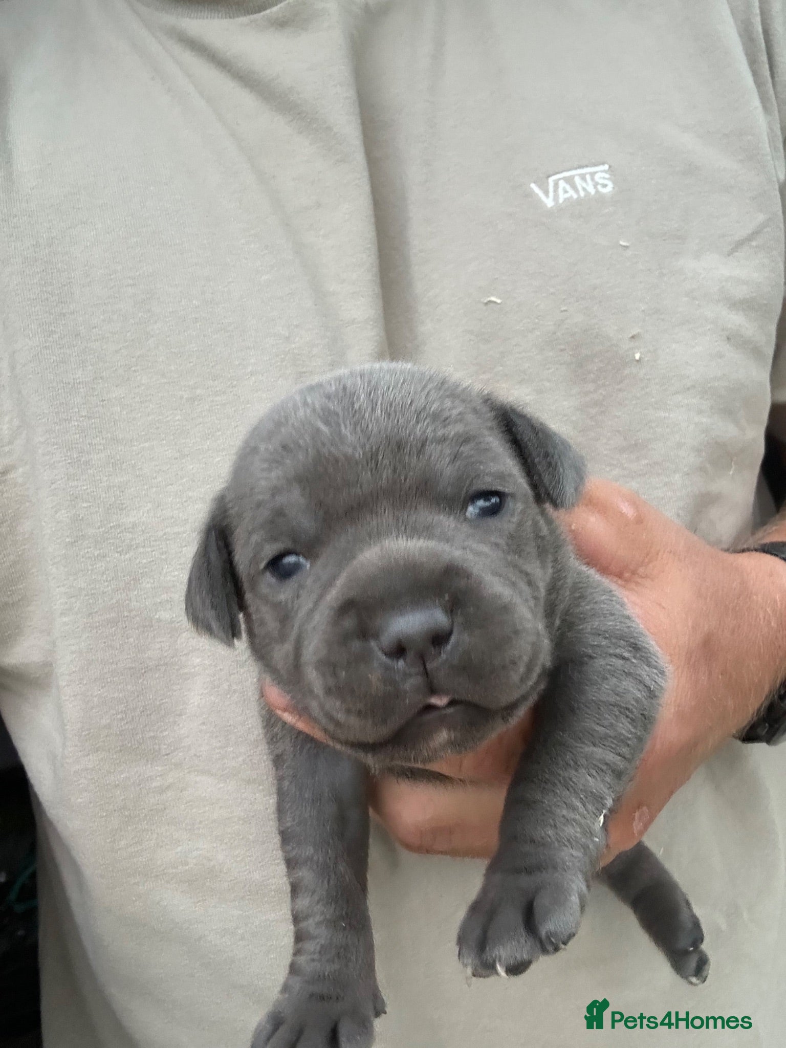 Staffordshire Bull Terrier dogs Blue Staffordshire bull terrier puppies  - Advert 3