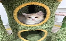 Munchkin cats for sale: ⭐️⭐️-3x TICA Munchkins - Super Short Legs-⭐️⭐️  - Image 20