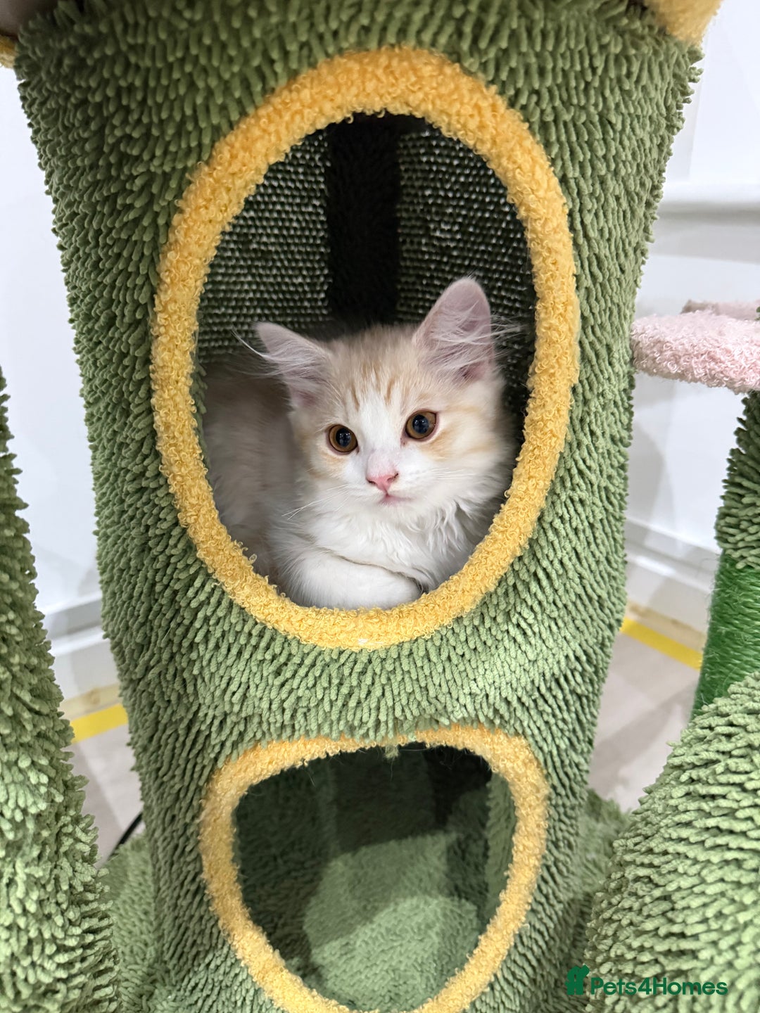 Munchkin cats for sale: ⭐️⭐️-3x TICA Munchkins - Super Short Legs-⭐️⭐️  - Image 20