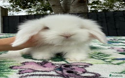 Mini Lion Lop rabbits for sale: EUROPEAN TEDDYWIDDER BABIES  - Image 2