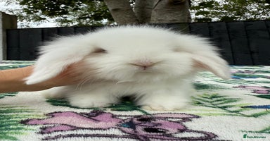 Mini Lion Lop rabbits - Advert 12