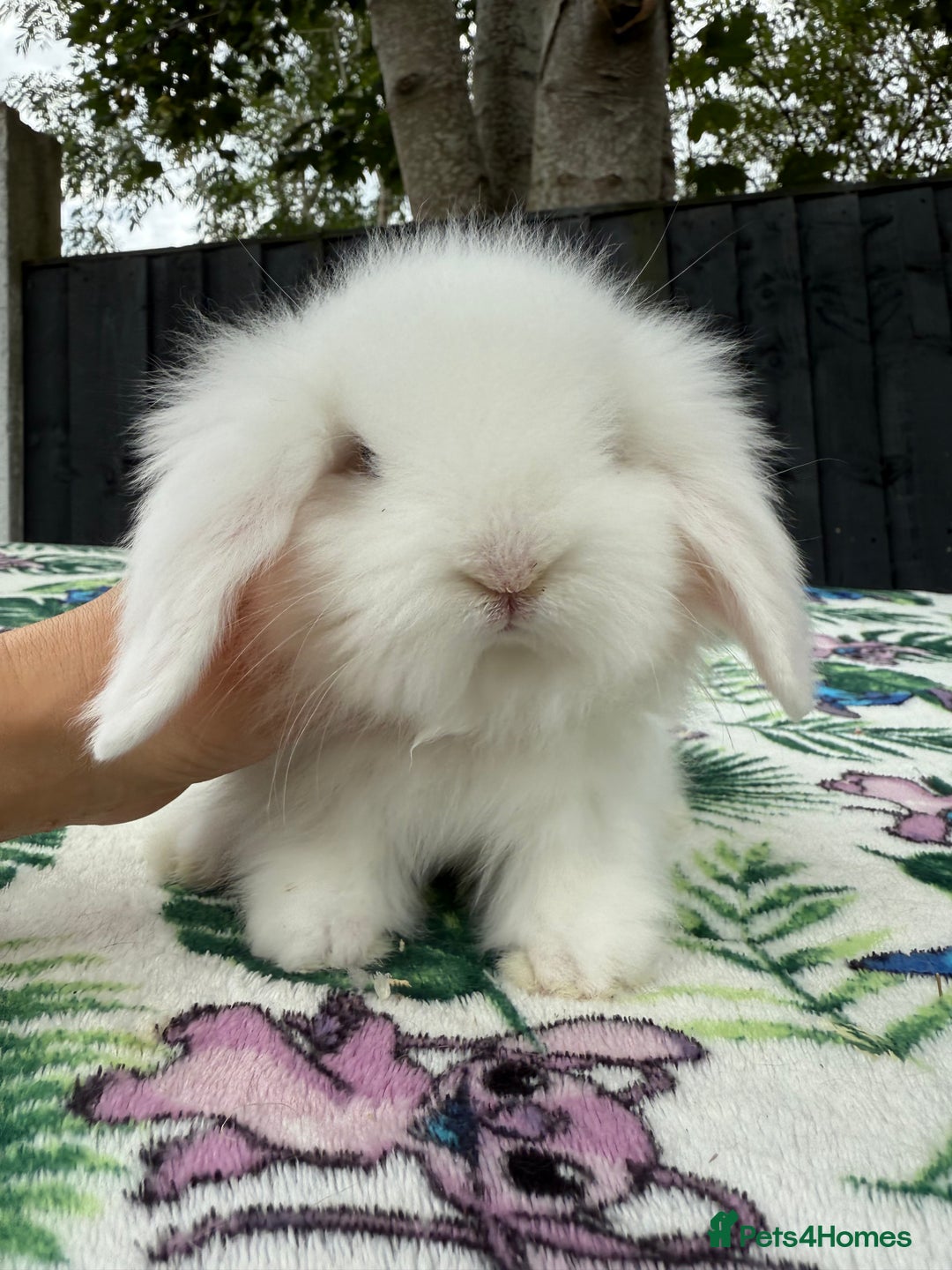 Mini Lion Lop rabbits for sale: EUROPEAN TEDDYWIDDER BABIES  - Image 2