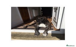 Mixed Breed dogs for sale: Bruno - Image 1