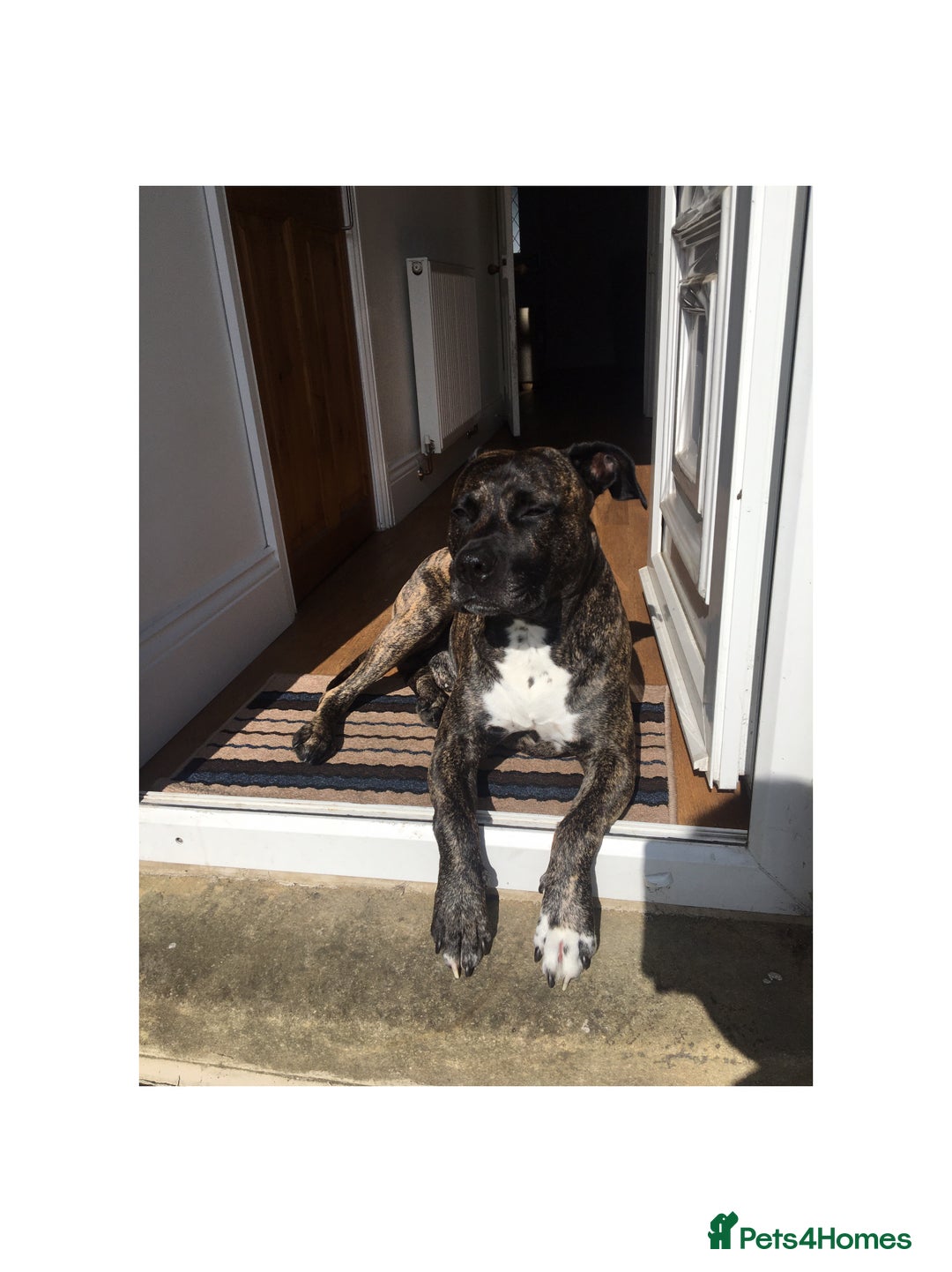 Mixed Breed dogs for sale: Bruno - Image 1