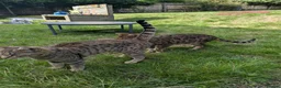 Bengal cats for sale: Bengals x 2  - Advert 6