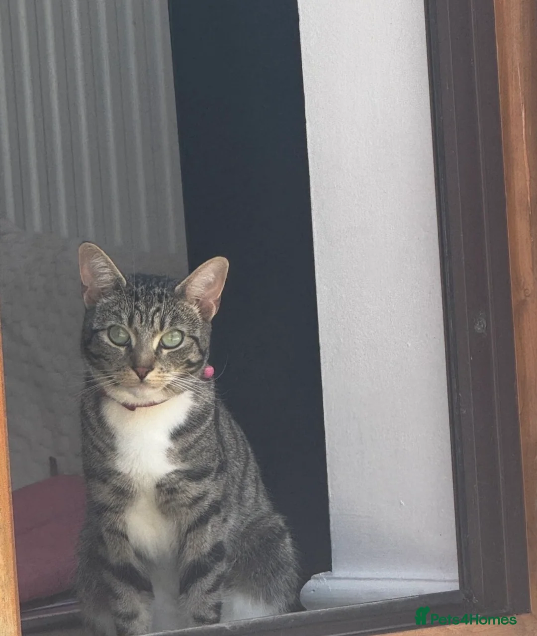 Mixed Breed cats for sale: Meet Maple - looking for her forever home  in Wirral - Advert 14