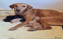 Labrador Retriever dogs for sale: Kc labrador pups available October  - Image 5