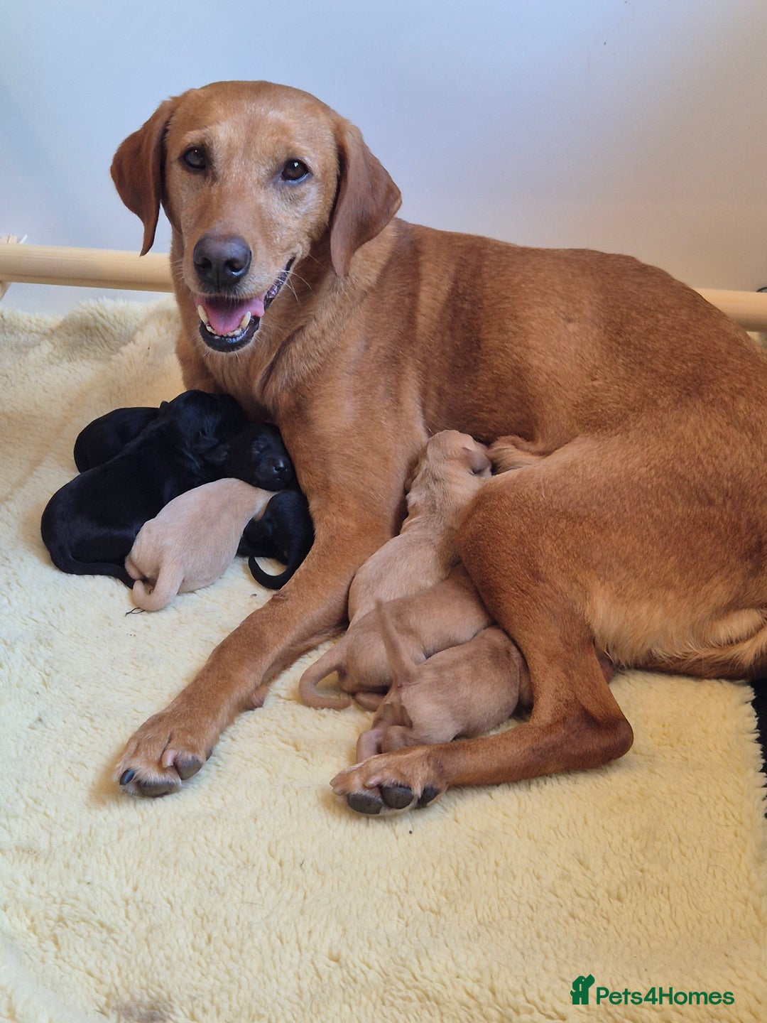 Labrador Retriever dogs for sale: Kc labrador pups available October  - Image 5