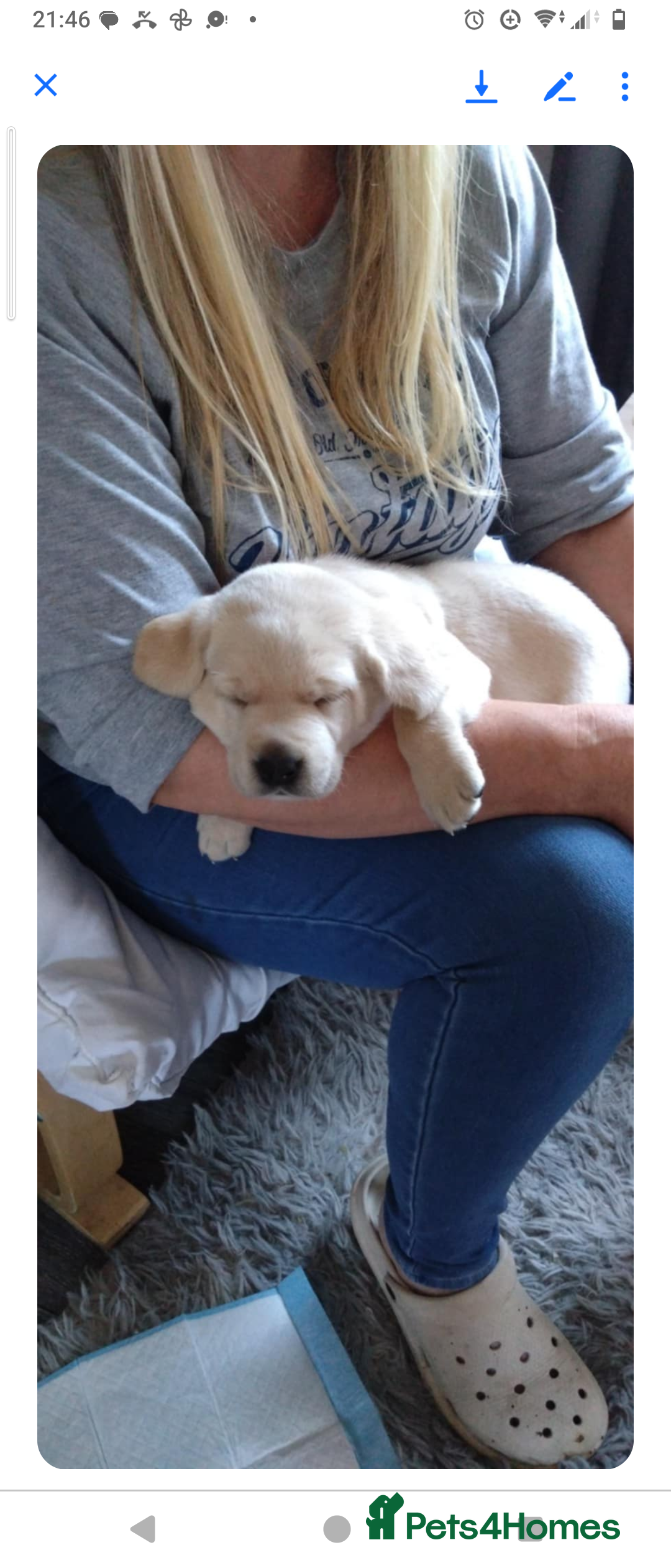 Labrador Retriever dogs for sale:  Labrador pups - Image 24